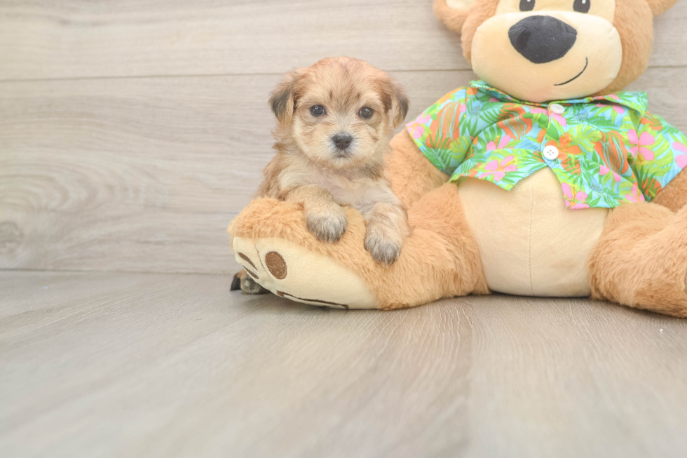 Best Morkie Baby