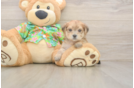Morkie Pup Being Cute