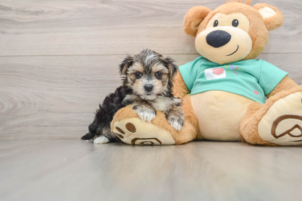 Morkie Puppy for Adoption