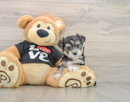 7 week old Morkie Puppy For Sale - Lone Star Pups