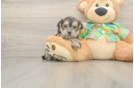 Happy Morkie Baby