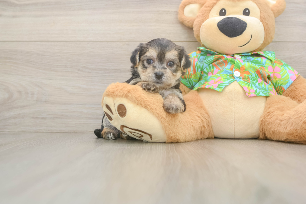Happy Morkie Baby