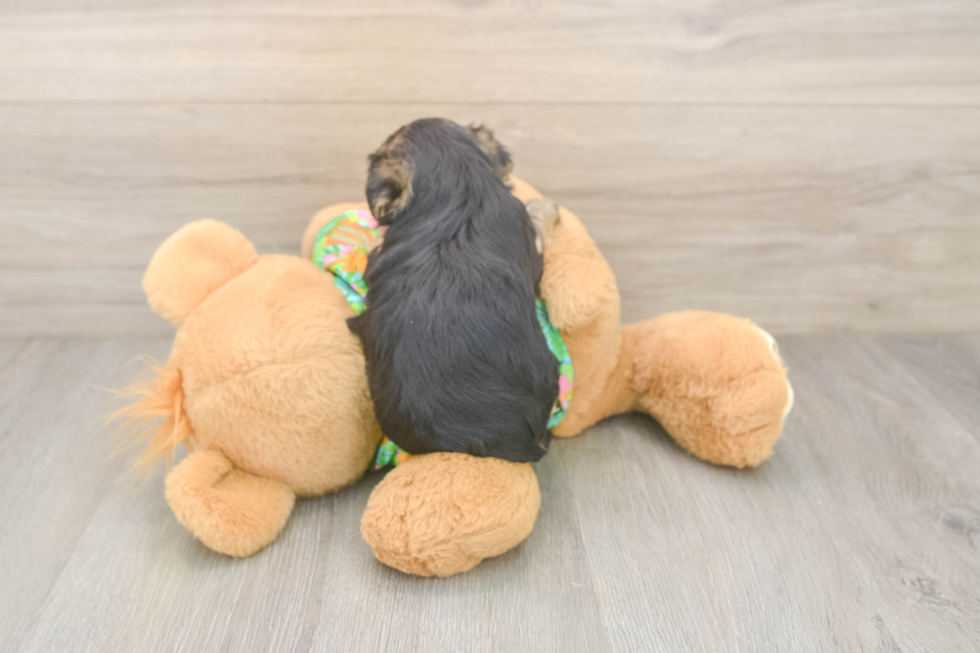 Hypoallergenic Malki Designer Puppy