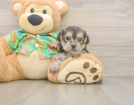 5 week old Morkie Puppy For Sale - Lone Star Pups