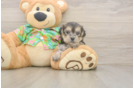 Energetic Maltese Yorkie Mix Designer Puppy