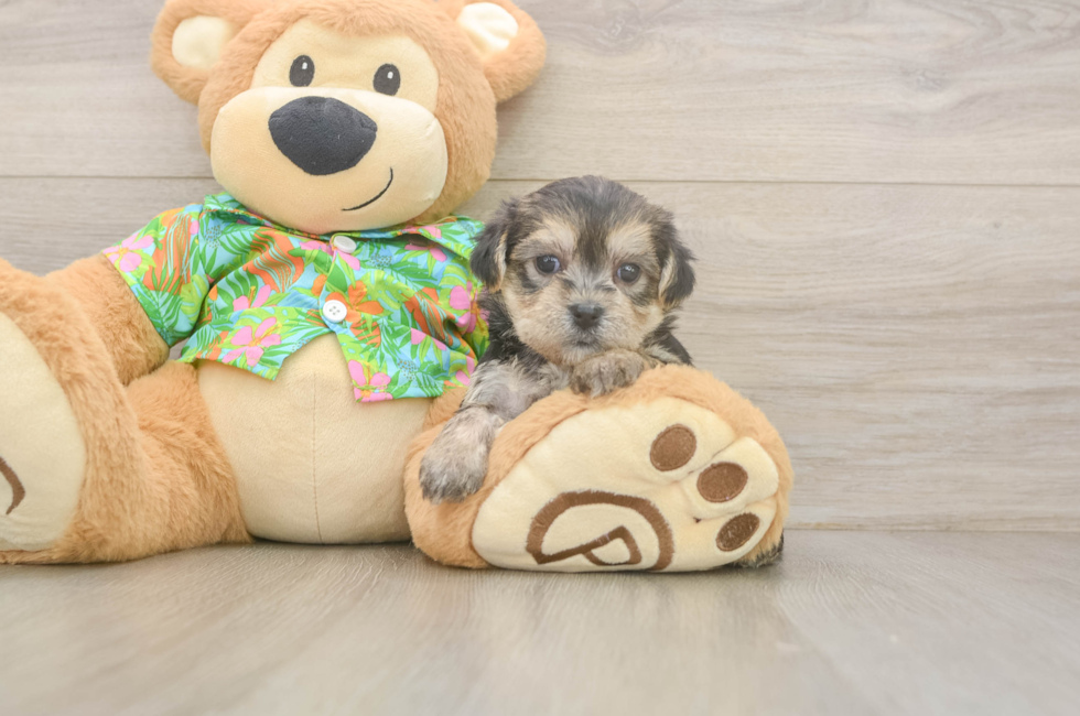 5 week old Morkie Puppy For Sale - Lone Star Pups