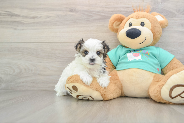 Adorable Yorktese Designer Puppy