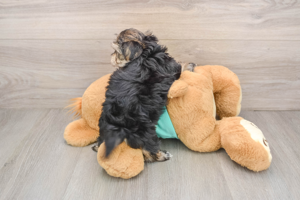 Morkie Puppy for Adoption