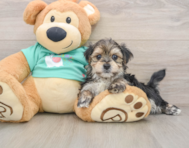 7 week old Morkie Puppy For Sale - Lone Star Pups
