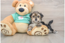 Morkie Puppy for Adoption