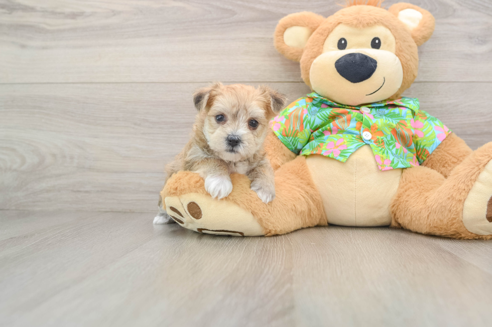 Morkie Puppy for Adoption