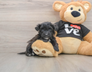 5 week old Morkie Puppy For Sale - Lone Star Pups