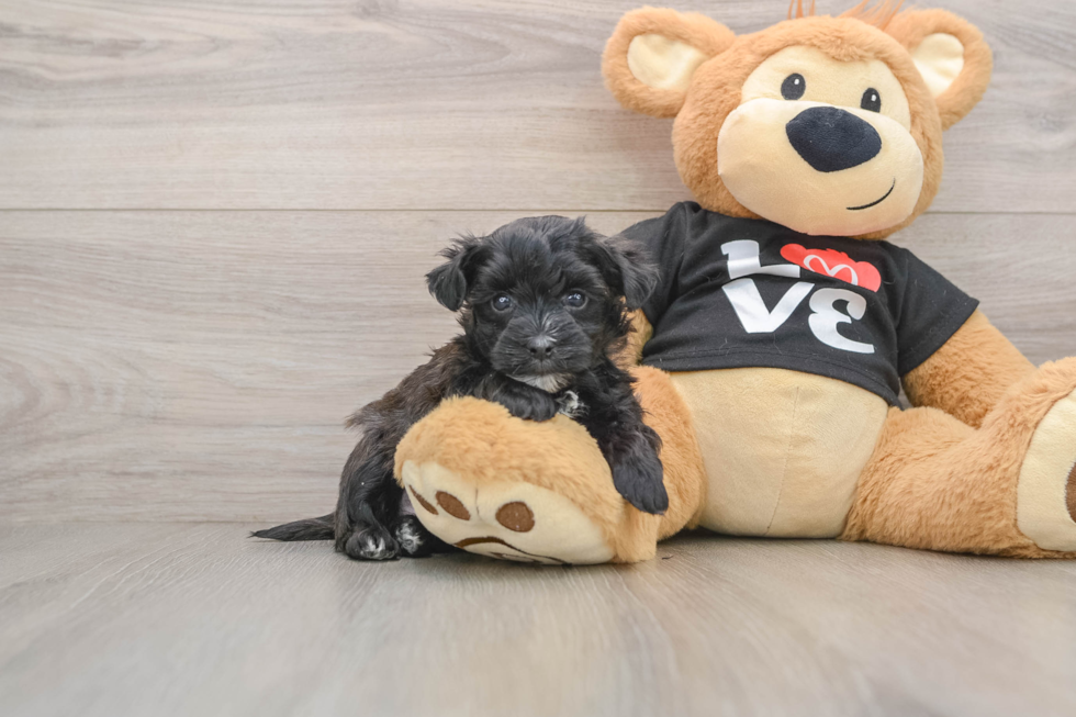 Energetic Maltiyork Designer Puppy