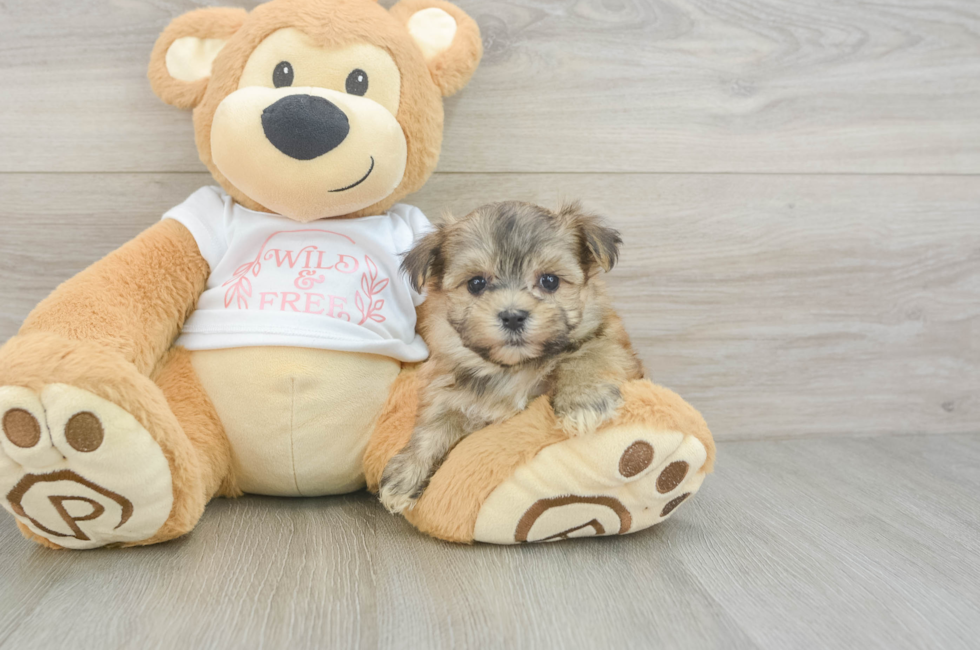 6 week old Morkie Puppy For Sale - Lone Star Pups