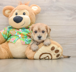 6 week old Morkie Puppy For Sale - Lone Star Pups