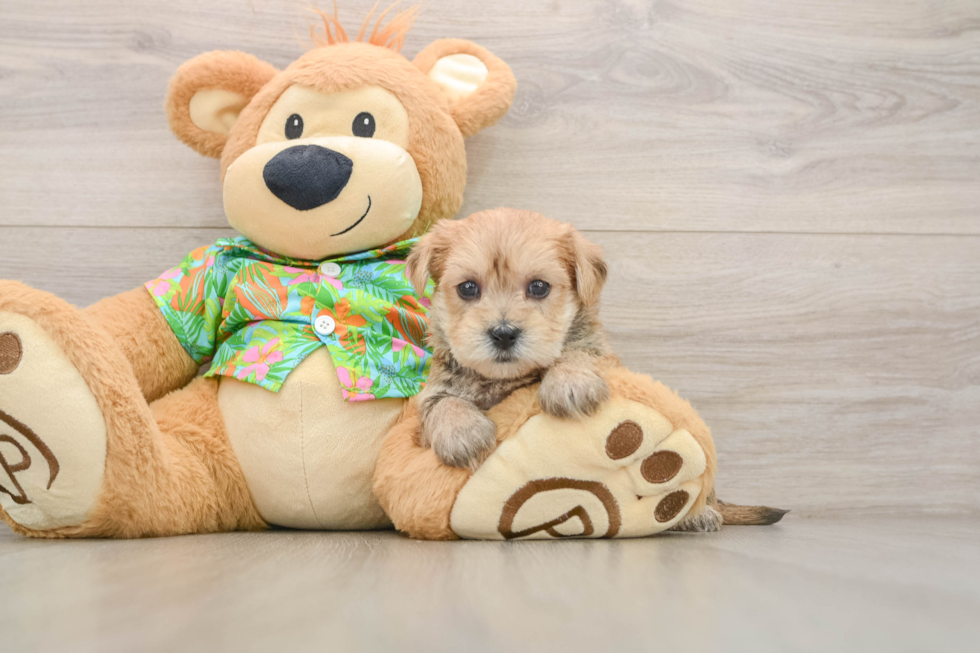Hypoallergenic Yortese Designer Puppy