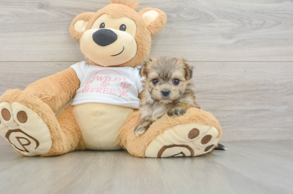 6 week old Morkie Puppy For Sale - Lone Star Pups