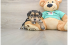 Morkie Puppy for Adoption