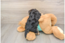 Petite Morkie Designer Pup