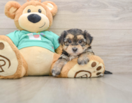 6 week old Morkie Puppy For Sale - Lone Star Pups