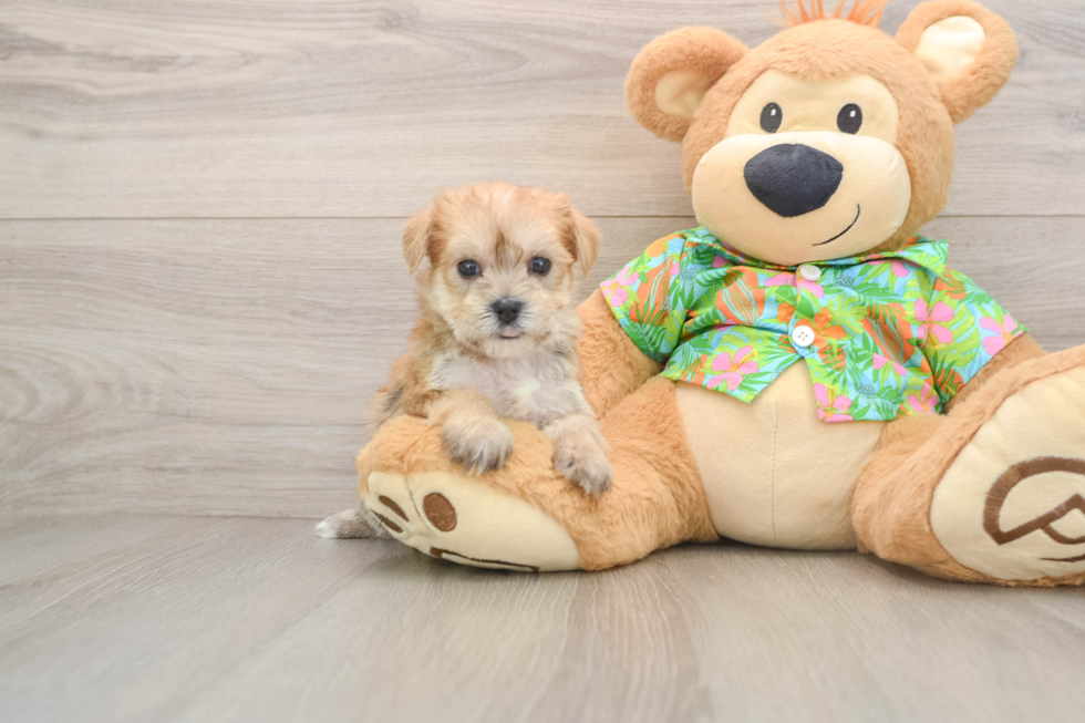 Hypoallergenic Maltiyork Designer Puppy