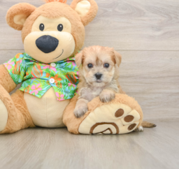 6 week old Morkie Puppy For Sale - Lone Star Pups