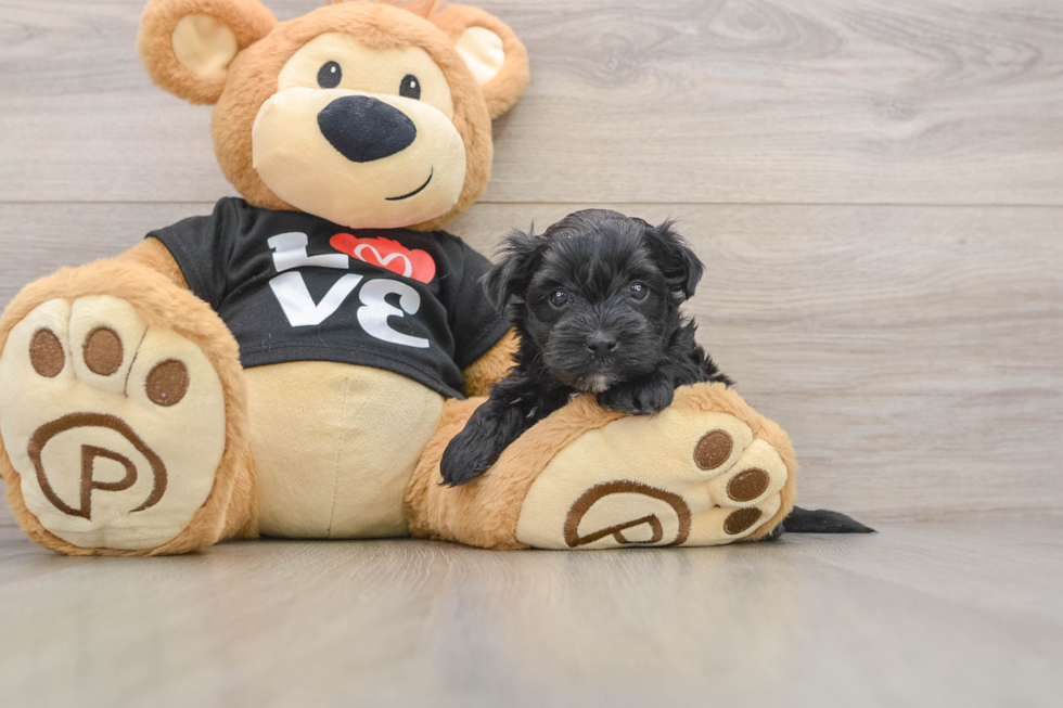 Morkie Puppy for Adoption