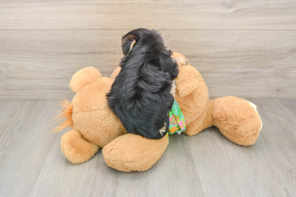 Playful Yorkiemalt Designer Puppy