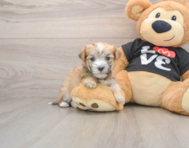 5 week old Morkie Puppy For Sale - Lone Star Pups