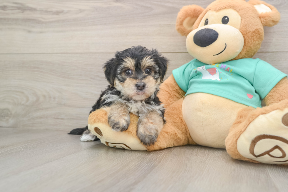 Cute Morkie Baby