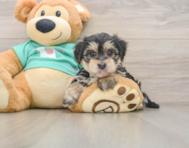 6 week old Morkie Puppy For Sale - Lone Star Pups
