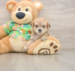 6 week old Morkie Puppy For Sale - Lone Star Pups