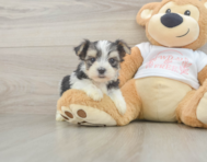 6 week old Morkie Puppy For Sale - Lone Star Pups