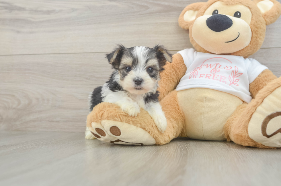 6 week old Morkie Puppy For Sale - Lone Star Pups