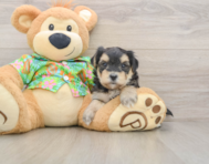 8 week old Morkie Puppy For Sale - Lone Star Pups