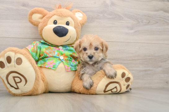 Morkie Pup Being Cute
