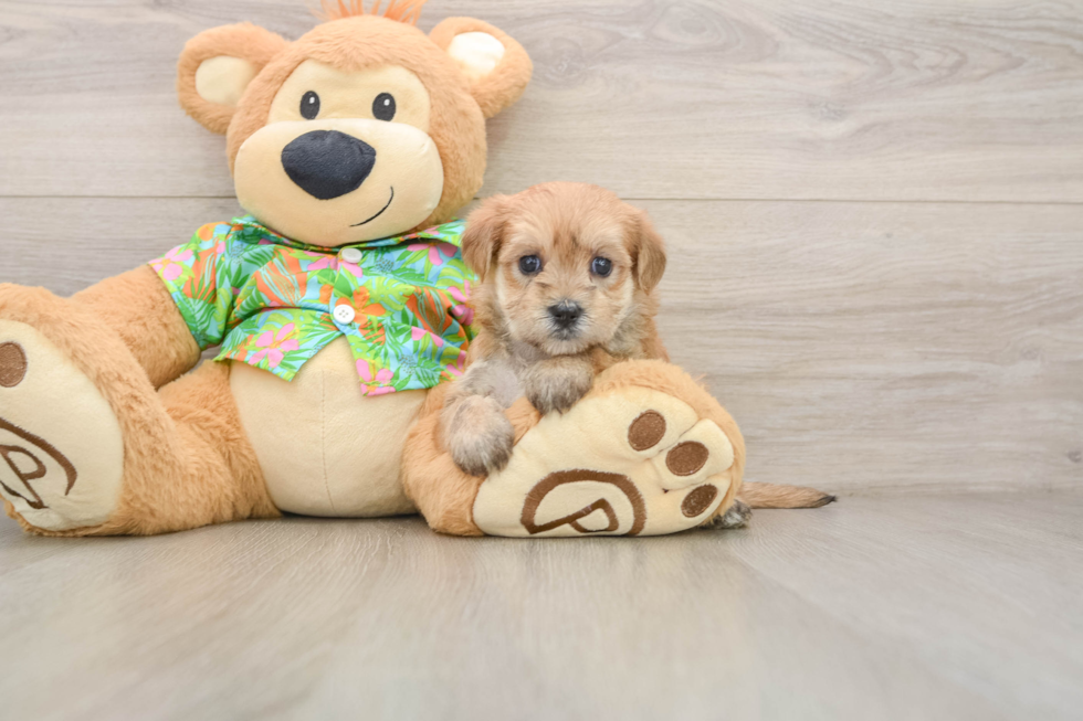Morkie Pup Being Cute