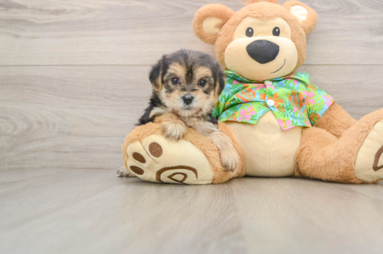 Playful Maltese Yorkie Mix Designer Puppy