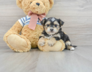 6 week old Morkie Puppy For Sale - Lone Star Pups
