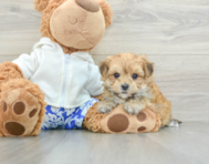 6 week old Morkie Puppy For Sale - Lone Star Pups