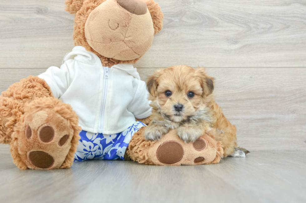 6 week old Morkie Puppy For Sale - Lone Star Pups