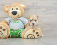 5 week old Morkie Puppy For Sale - Lone Star Pups