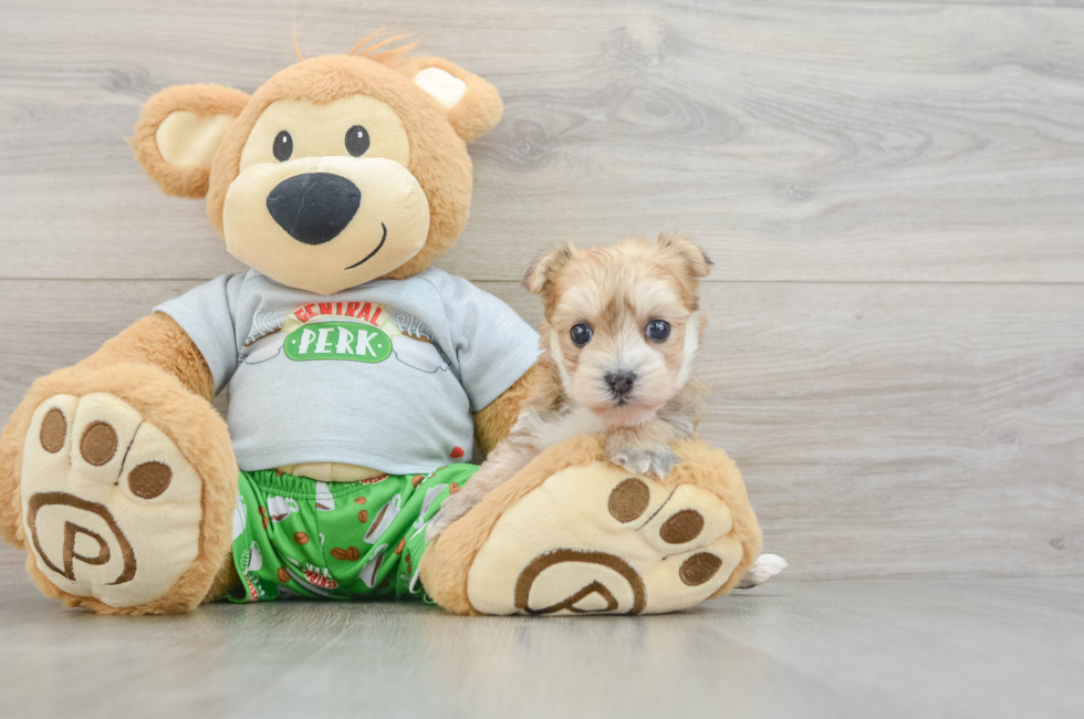 5 week old Morkie Puppy For Sale - Lone Star Pups