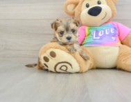 5 week old Morkie Puppy For Sale - Lone Star Pups