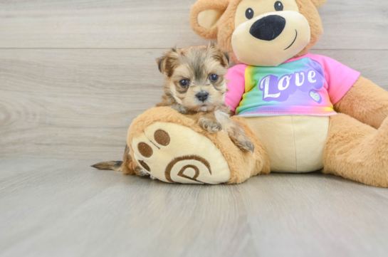 Happy Morkie Baby