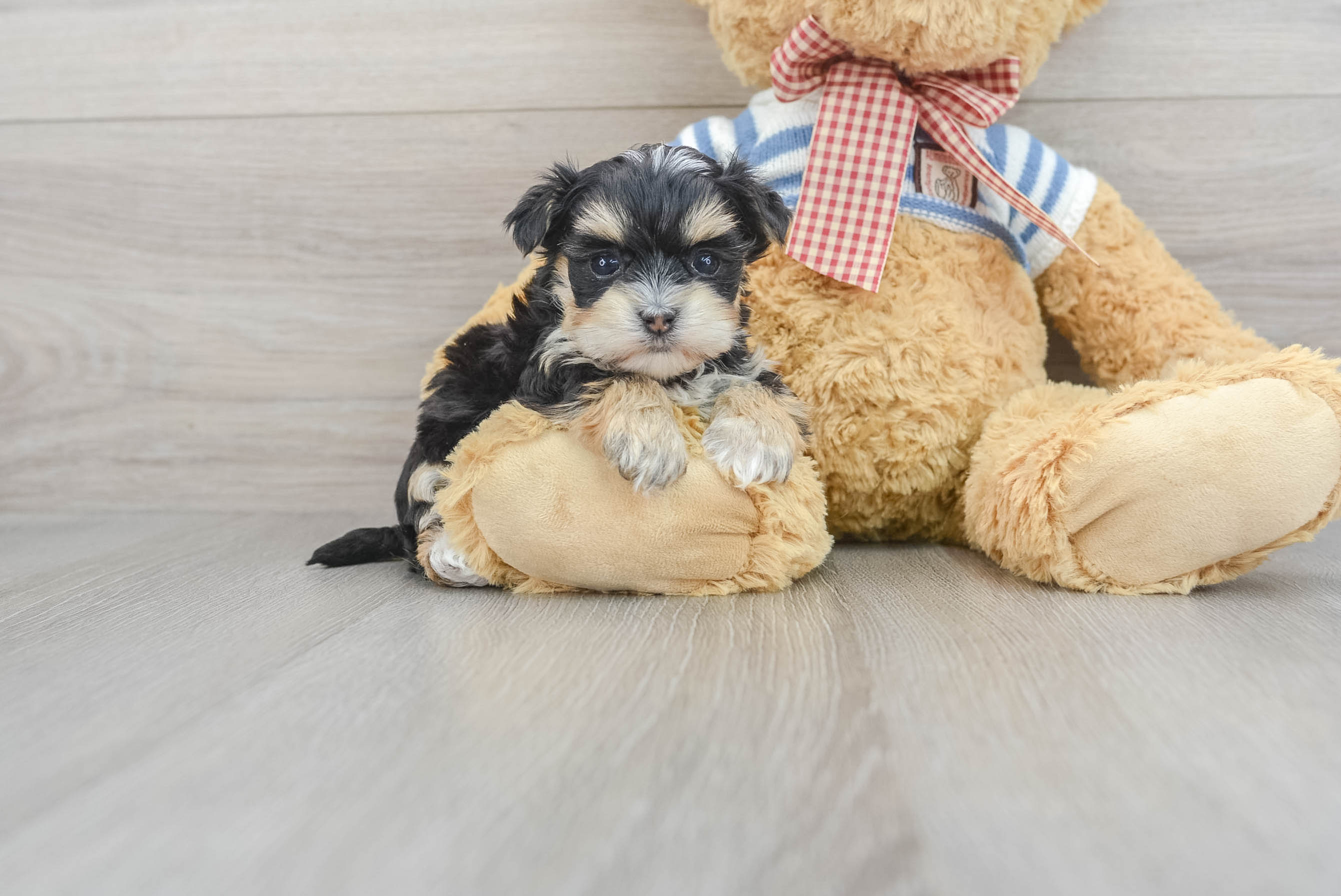 Teddy hotsell bear morkie