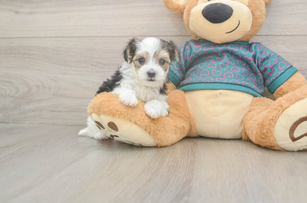 6 week old Morkie Puppy For Sale - Lone Star Pups
