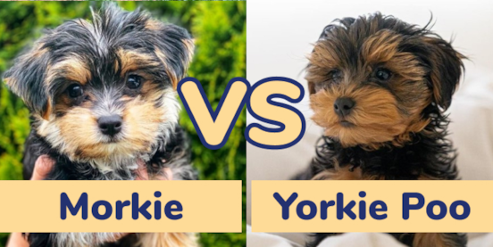 Morkie vs Yorkie Poo Comparison Morkie vs Yorkie Poo Comparison