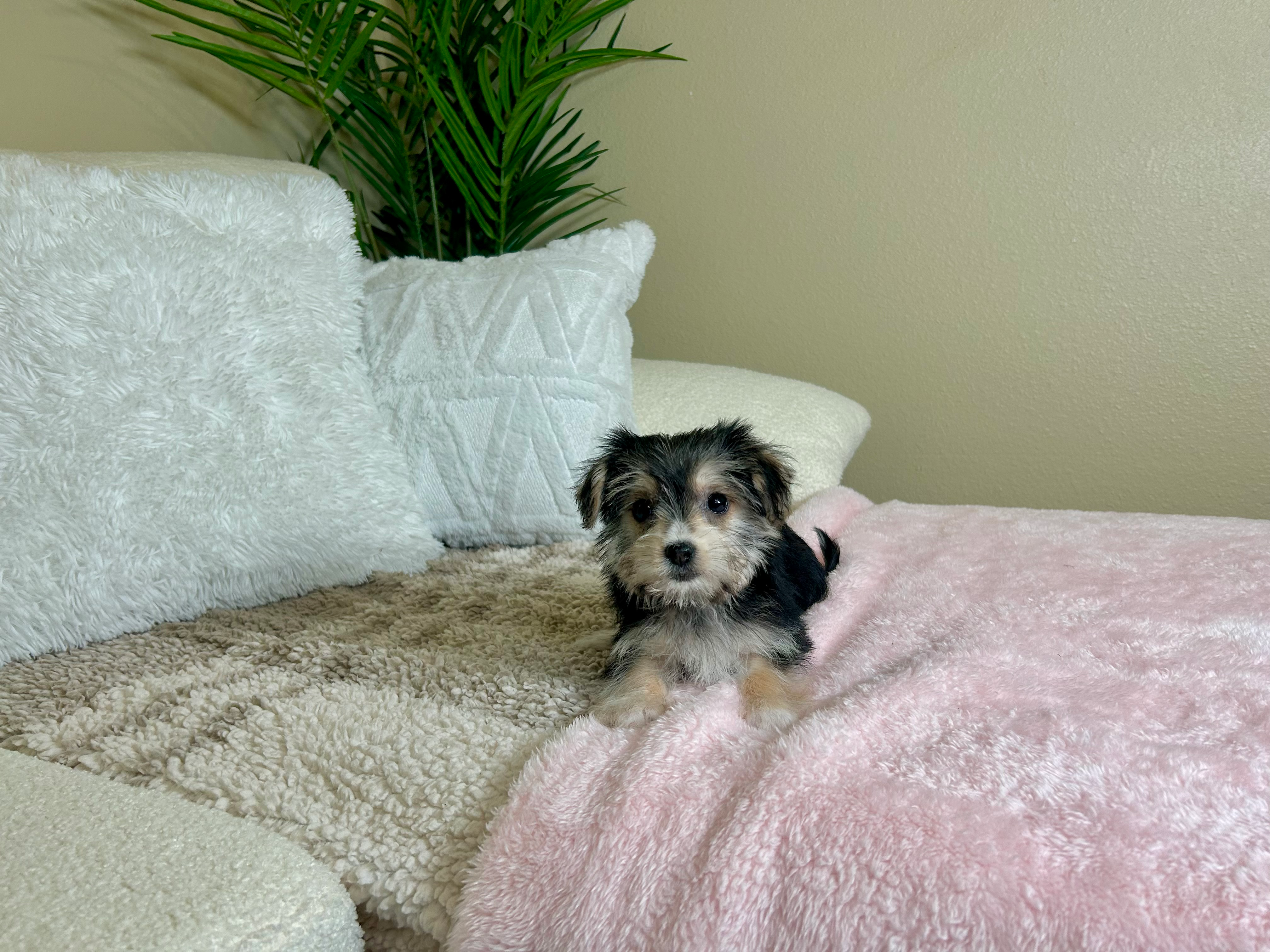 Cute Morkie Baby