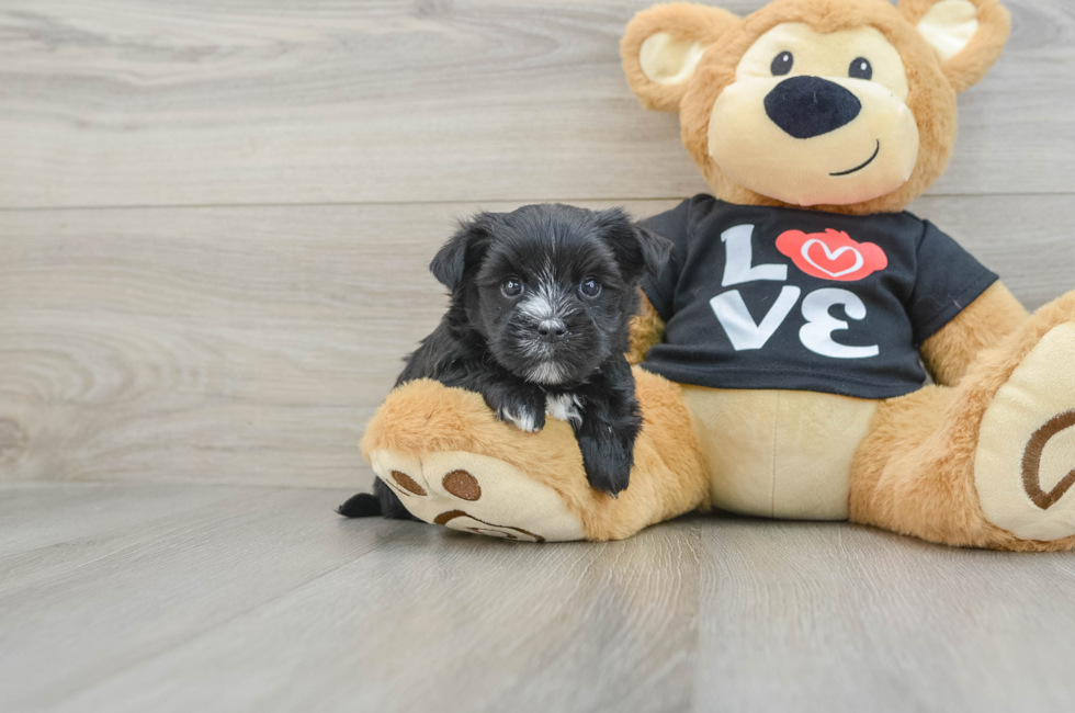 6 week old Morkie Puppy For Sale - Lone Star Pups